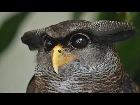 Barred eagle-owl Bubo sumatranus