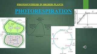 photorespiration and factors I part 5#photosynthesis I chap11 I cls11th#biology#ncert#plantscience