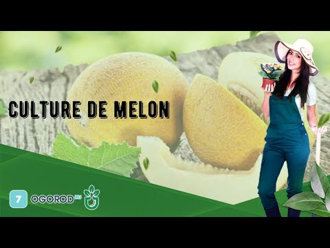 , title : 'Culture de melon'