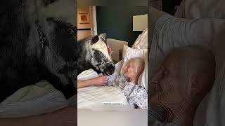Download lagu Her Last Wish Was to See Her Pony… And It Came True 🐴💔 #Emotional #Goodbye #Shorts mp3