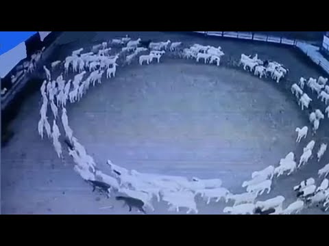 Çfarë do të thotë fenomeni i kafshëve që sillen rrotull pa ndalim, a është nga shenjat e Kijametit?
