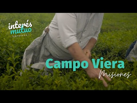 Campo Viera (Misiones) Temporada 7 - Interés Mutuo
