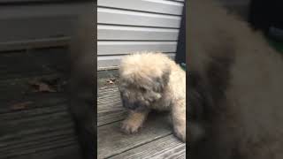 Video preview image #3 Bouvier Des Flandres Puppy For Sale in PITTSBURGH, PA, USA