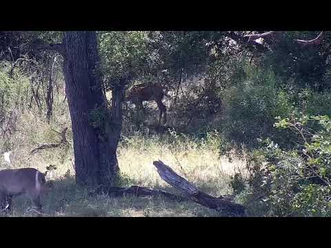 Djuma: Waterbucks, Nyala and Impalas - 11:33 - 02/22/2022