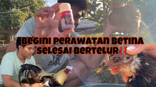 Download lagu 1 full day Caring for the female after laying eggs‼️ and playing in a friend's cage with lots of ... mp3