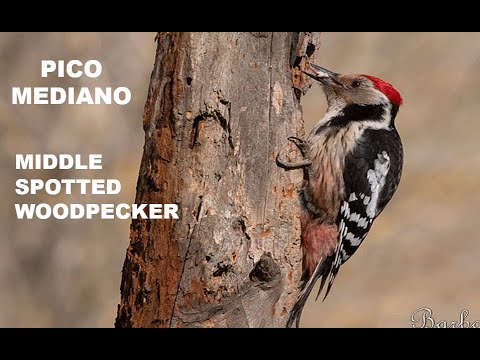 PICO MEDIANO | MIDDLE SPOTTED WOODPECKER | Dendrocopos