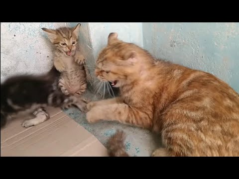 Mother Cat Scaring Rescue Kitten Even Her Own Kitten Got Scared  || Mother Adopted Him In 2 Days ||