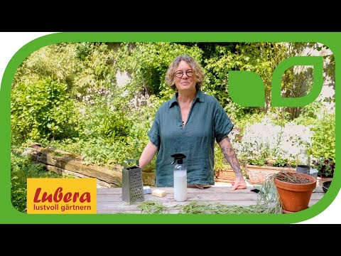 Schmierseife gegen Blattläuse: Hausmittel wirksam einsetzen 🍃