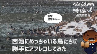 西池にめっちゃいる鳥たちに勝手にアフレコしてみた【びわ湖の渡り鳥2022】