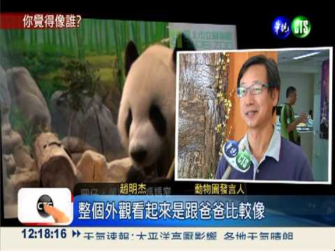 一個模子印出來! 圓仔長得較像爸