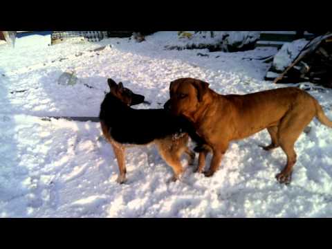 tosa inu vs german shepherd