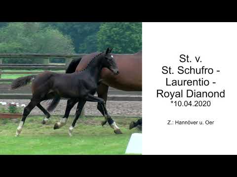 Stf v St Schufro x Laurentio x Royal Diamond 2020