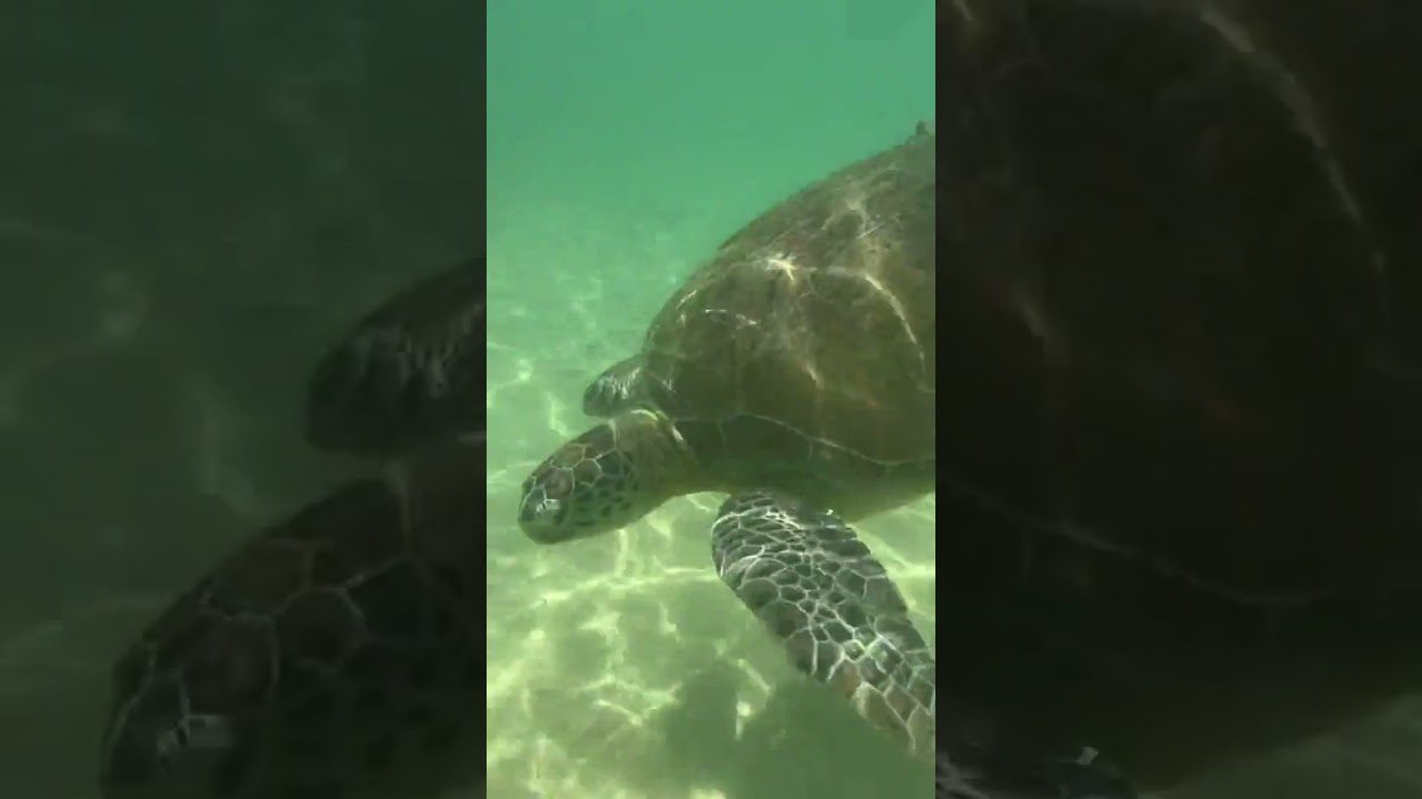 YouTube Short thumbnail