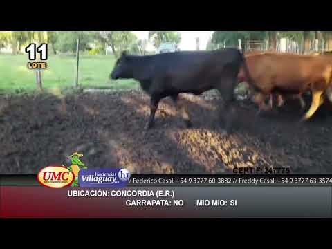 Lote 65 Terneros en Villaguay, Entre Ríos