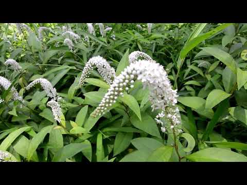 ゴールドオカトラノオ、点在オカトラノオ 植物