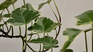 My Variegated Ivy Plant: So Misunderstood! (& CARE TIPS!)