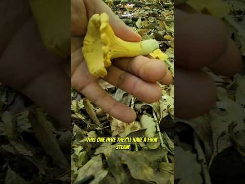Chanterelle Mushroom Quick Pick/Selling Wild Mushrooms.