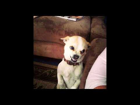 [FREE] SHAKEWELL X POUYA X RAMIREZ TYPE BEAT "LITTLE KILLA" (PROD. NEKK) | Cowbell Phonk 2021