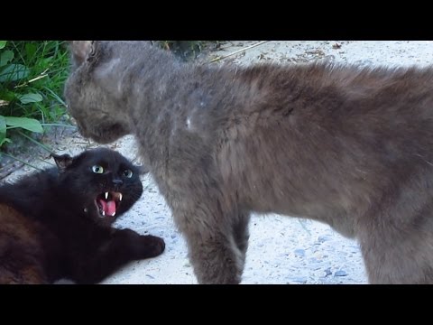 Angry cats screaming on the street