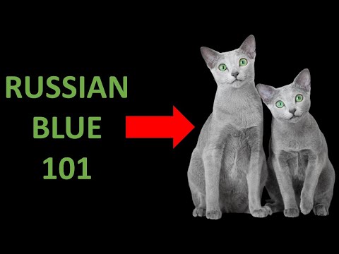 Is The RUSSIAN BLUE Cat The RIGHT Breed For You Find Out Now!