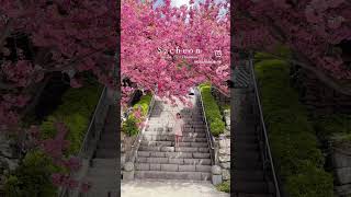 Download lagu Bunga sakura ganda di Korea🌸🌸 #korea #cherryblossom #shortsfeed mp3