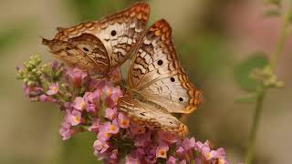 Pe Werner - Kribbeln im Bauch