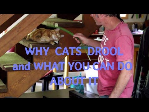 Why Do Cats Drool?