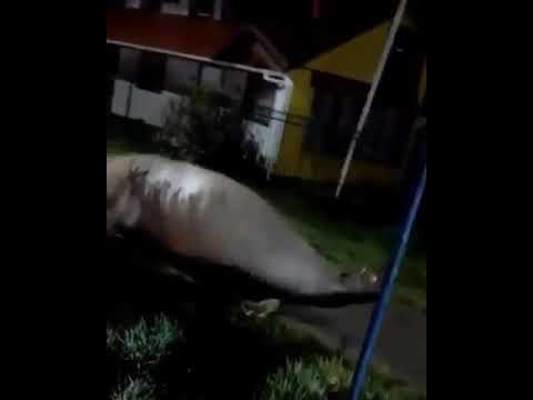 DUGONG ATAU GAJAH LAUT BERKELIARAN DI PESISIR CHILi