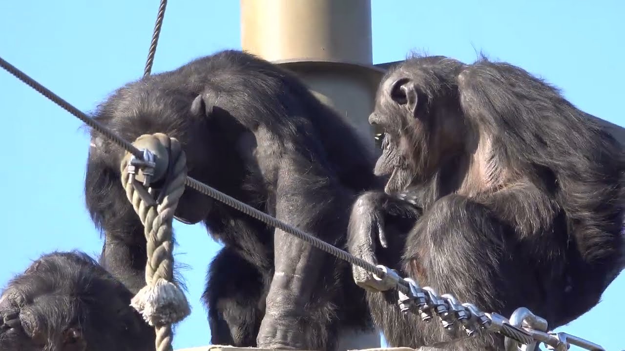 Tama zoo chimps 2023/12/28 #2