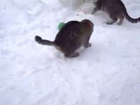 Funny Cat jump Epic fail compilation bag on his neck very funny Funny Cat jump EpicHD