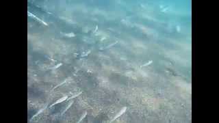 preview picture of video 'Fish close to Colonia de Sant Pere, Mallorca, Spain'