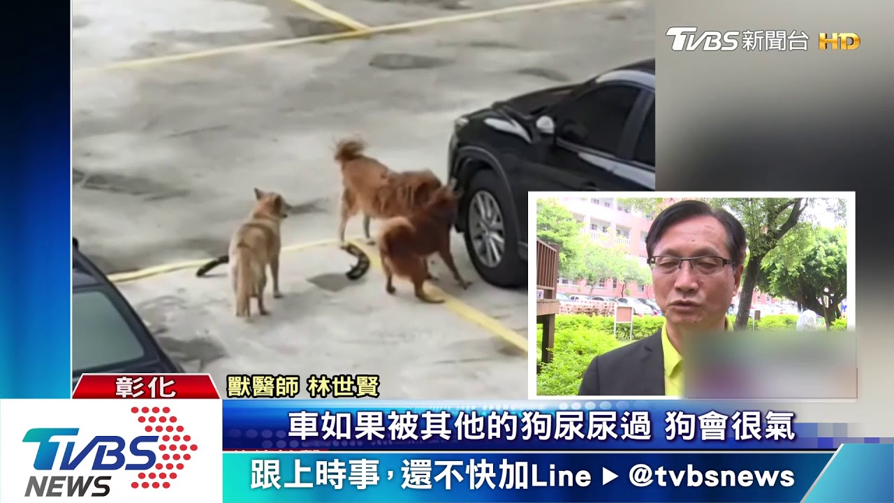 狗狂咬車輪框「拆車」　醫：恐欲咬車內動物