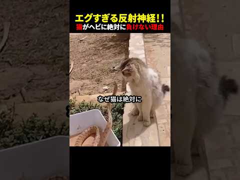 エグすぎる反射神経！！猫がヘビに絶対に負けない理由 #ほっこりショート