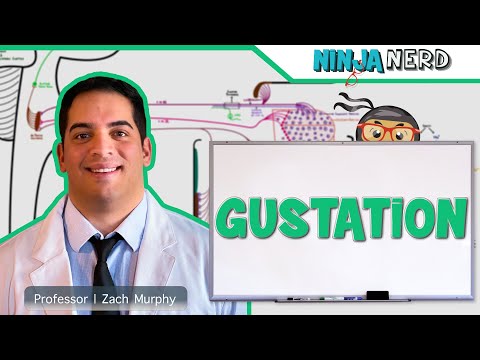 Neurologie | Gustation (Voie du goût)