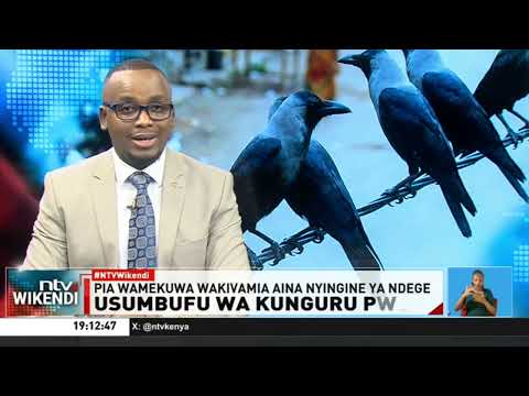 Zaidi ya kunguru 100,000 wauawa Pwani ya Kenya baada ya kupewa sumu