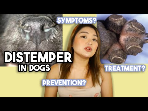DISTEMPER VIRUS in Dogs (symptoms, treatment & prevention) | Arah Virtucio