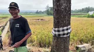 Download lagu Review  Aspal  Baru  di Jalan Perbatasan Purbalingga Banyumas || Alus dalane kepenak ngodene mp3