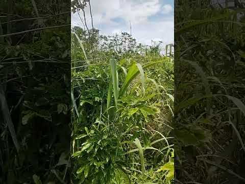 #shorts . tá ficando bonito pessoal aonde estamos trabalhando em Cachoeira do mato Bahia