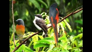 Download lagu Suara pikat mantenan gunung vs mantenan kecil vs jingjing batu mp3 Download lagu Suara pikat mantenan gunung vs mantenan kecil vs jingjing batu mp3