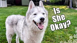 Is My Husky Going To Be Okay?