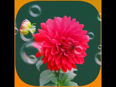 Shin-ba-yin-lay ( ရွင္ဘုရင္ေလး)