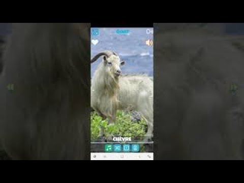Animal Sounds Video
