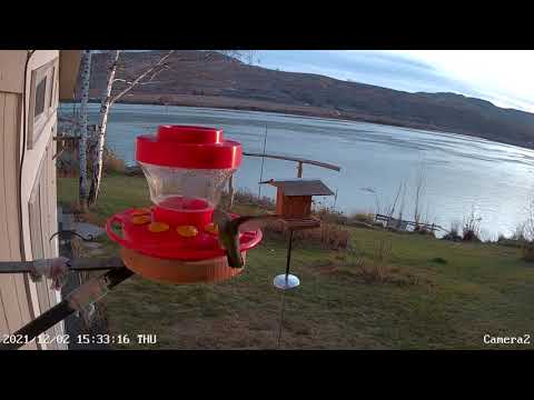 Anna's Hummingbirds - December 2, 2021