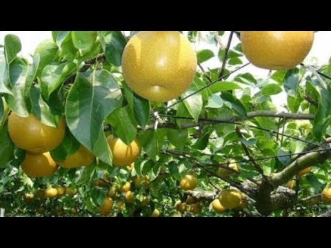 NEW, Agriculture Technology 2020 | Pear Tree Fruit Bushy Amazing From India