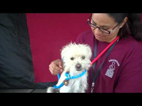 Wilhelmina A4944864 Adopted!!!