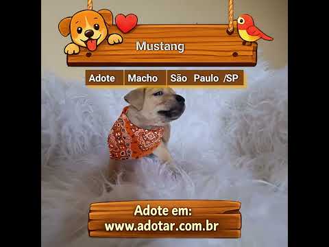 Vídeo de Mustang