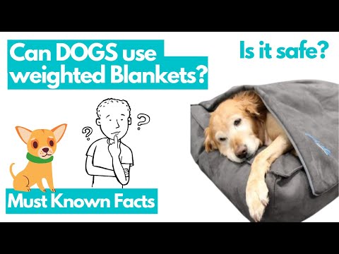 Can Dogs use weighted Blankets? By Doggo Academy || Dog keeping tips