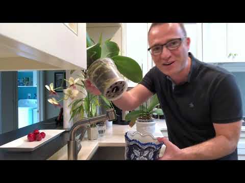 Moth Orchids:  How to Water Orchids Indoors