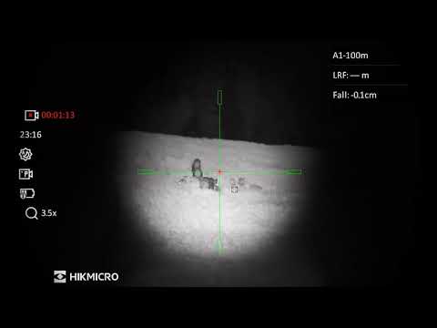 Sauen im Weizen | HIKMICRO Alpex LRF 4k