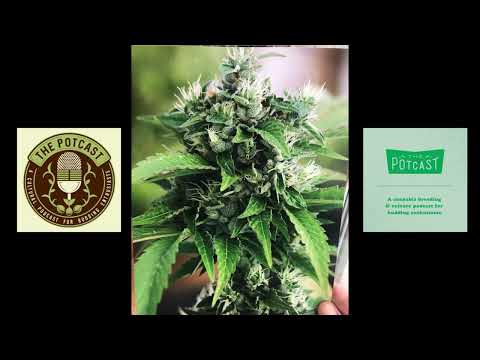 Episode 85 ft Not So Dog